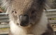 2 Day Great Ocean Road Tour From Melbourne - thumb 12