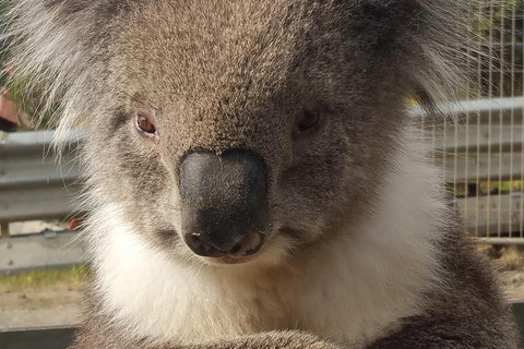 2 Day Great Ocean Road Tour From Melbourne - Tweed Heads Accommodation 12
