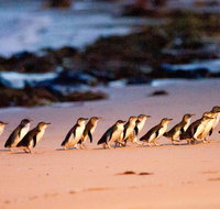 Phillip Island Penguin Parade Entry and Express Shuttle from Melbourne - Tweed Heads Accommodation