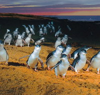 Phillip Island Tour from Melbourne - Tweed Heads Accommodation