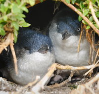 Phillip Island Penguin Parade Evening Tour - Tweed Heads Accommodation