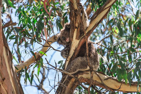 Full-Day Great Ocean Road And 12 Apostles Sunset Tour From Melbourne - Tweed Heads Accommodation 31
