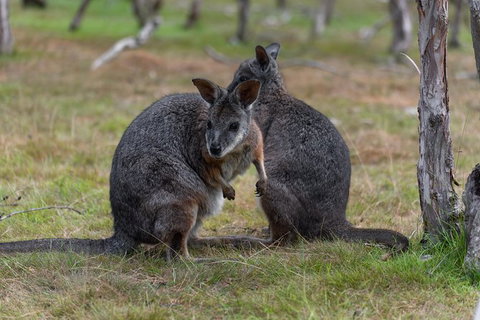 Phillip Island Penguin Parade Express Tour From Melbourne - Tweed Heads Accommodation 1