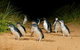 Phillip Island Penguin Parade Express Tour From Melbourne - thumb 0