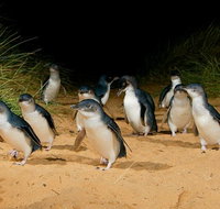 Phillip Island Penguin Parade Express Tour from Melbourne - Tweed Heads Accommodation