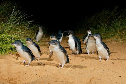 Phillip Island Penguin Parade Express Tour From Melbourne - Tweed Heads Accommodation 0