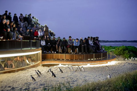 Phillip Island Penguin Parade Express Tour From Melbourne - Tweed Heads Accommodation 7