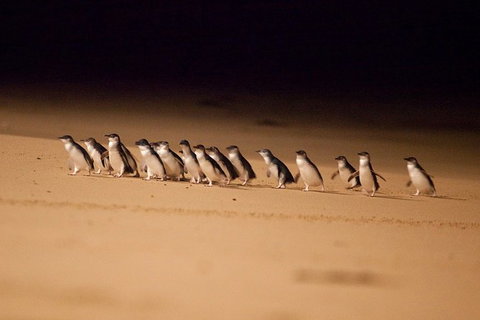 Phillip Island Penguin Parade Express Tour From Melbourne - Tweed Heads Accommodation 5