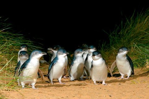 Phillip Island Penguin Parade Express Tour From Melbourne - Tweed Heads Accommodation 3