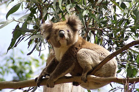 Melbourne Combo: Great Ocean Road, Puffing Billy, Moonlit Sanctuary & Penguins - Tweed Heads Accommodation 4