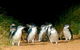 Melbourne Combo: Great Ocean Road, Puffing Billy, Moonlit Sanctuary & Penguins - thumb 5