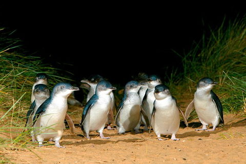Melbourne Combo: Great Ocean Road, Puffing Billy, Moonlit Sanctuary & Penguins - Tweed Heads Accommodation 5