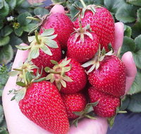 Mornington Peninsula including Strawberry Farm Day Tour from Melbourne - Tweed Heads Accommodation