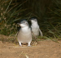 Full-Day Penguin Parade and Melbourne City Tour From Melbourne - Tweed Heads Accommodation