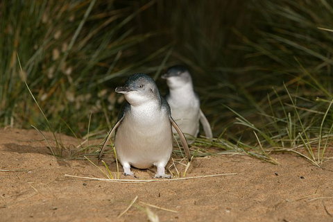 Full-Day Penguin Parade And Melbourne City Tour From Melbourne - Tweed Heads Accommodation 0