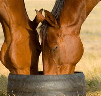 Champion Racehorse Tour with Beer and Wine Tasting - Tweed Heads Accommodation