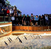 Small-Group Phillip Island Day Trip from Melbourne - Tweed Heads Accommodation