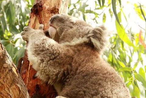 Small-Group Phillip Island Day Trip From Melbourne - Tweed Heads Accommodation 4