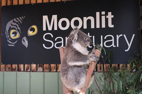 Small-Group Phillip Island Day Trip From Melbourne - Tweed Heads Accommodation 7
