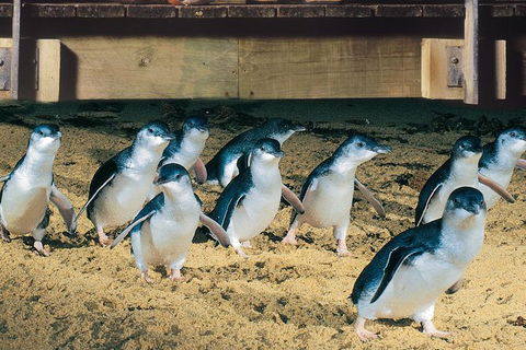 Half Day Phillip Island Penguin Parade PLUS Tour - Tweed Heads Accommodation 0