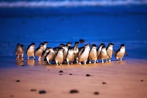 Half Day Phillip Island Penguin Parade PLUS Tour - Tweed Heads Accommodation 1