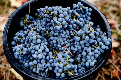Half Day Yarra Valley Winery Day Trip From Melbourne - Tweed Heads Accommodation 4