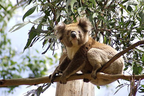 Melbourne Super Saver: Great Ocean Road + Wilsons Promontory + Attraction Pass - Tweed Heads Accommodation 9