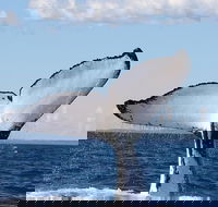 Phillip Island Whale Watching Tour - Tweed Heads Accommodation