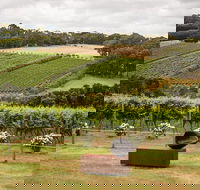 Montalto Vineyard Mornington Peninsula Discovery Wine Tasting and Lunch - Tweed Heads Accommodation