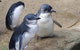 Phillip Island Tour Including Phillip Island Penguin Parade - thumb 1