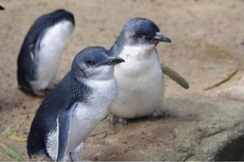 Phillip Island Tour Including Phillip Island Penguin Parade - Tweed Heads Accommodation 1