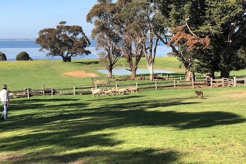 Phillip Island Tour Including Phillip Island Penguin Parade - Tweed Heads Accommodation 8