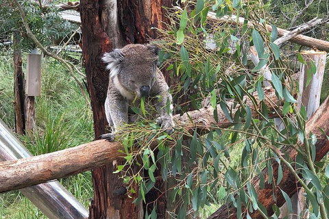 Phillip Island Tour Including Phillip Island Penguin Parade - Tweed Heads Accommodation 3