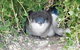 Phillip Island Tour Including Phillip Island Penguin Parade - thumb 7