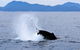 Wilsons Prom Whale Cruise - thumb 0