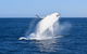 Wilsons Prom Whale Cruise - thumb 6