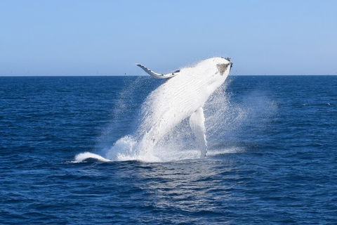 Wilsons Prom Whale Cruise - Tweed Heads Accommodation 6