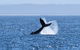 Wilsons Prom Whale Cruise - thumb 7