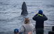 Wilsons Prom Whale Cruise - thumb 8