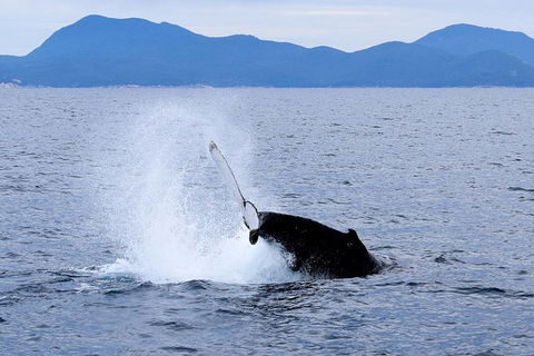 Wilsons Prom Whale Cruise - Tweed Heads Accommodation 2