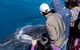 Wilsons Prom Whale Cruise - thumb 3