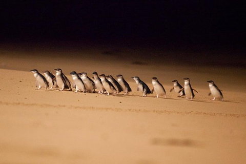Melbourne Attractions Pass Including Melbourne Zoo, Hop-on Hop-off Bus And SEA LIFE Aquarium - Tweed Heads Accommodation 9