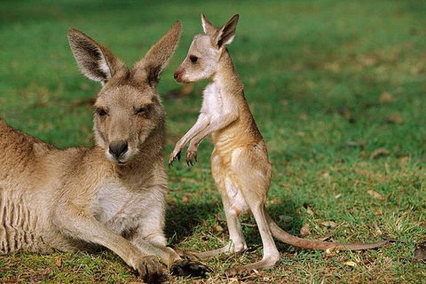 HEALESVILLE SANCTUARY ZOOBUS - MELBOURNE CITY RETURN - Tweed Heads Accommodation 0