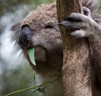 Phillip Island Koala Conservation Centre Entry ticket - Tweed Heads Accommodation