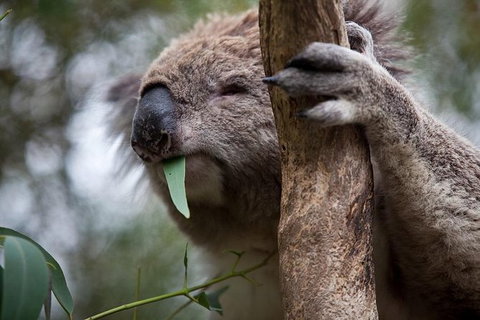 Phillip Island Koala Conservation Centre: Entry Ticket - Tweed Heads Accommodation 0