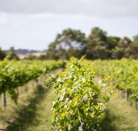 Phillip Island Wine Experience Tour - Tweed Heads Accommodation