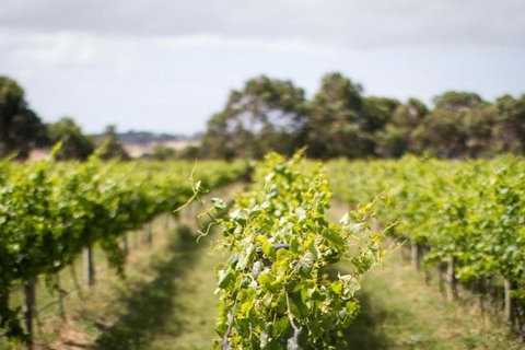 Phillip Island Wine Experience Tour - Tweed Heads Accommodation 0