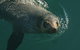 Phillip Island Seal-Watching Cruise - thumb 1