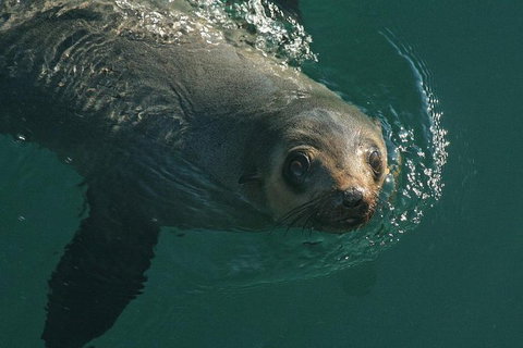 Phillip Island Seal-Watching Cruise - Tweed Heads Accommodation 1
