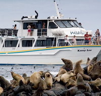 Phillip Island Seal-Watching Cruise - Tweed Heads Accommodation